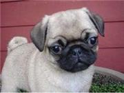 PUG PUPPIES AVAILABLE FOR FREE ADOPTION(jacenta@live.com)